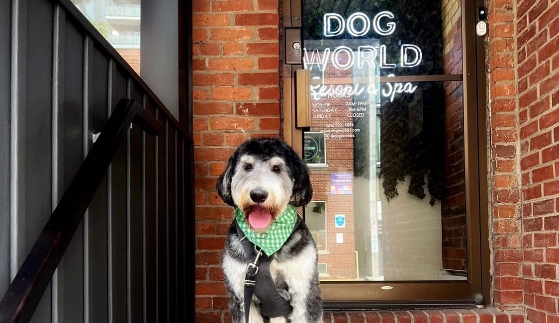 Dog World image