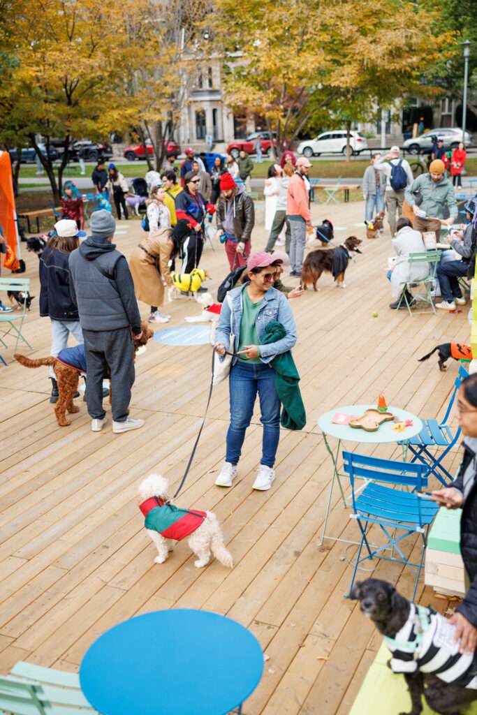 Dog Party at the Deck in Clarence Square Toronto