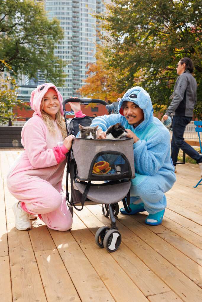 Dog Party at the Deck in Clarence Square Toronto