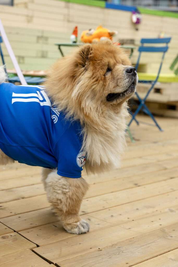Dog Party at the Deck in Clarence Square Toronto