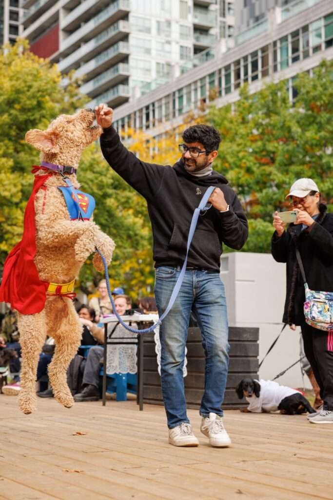Dog Party at the Deck in Clarence Square Toronto