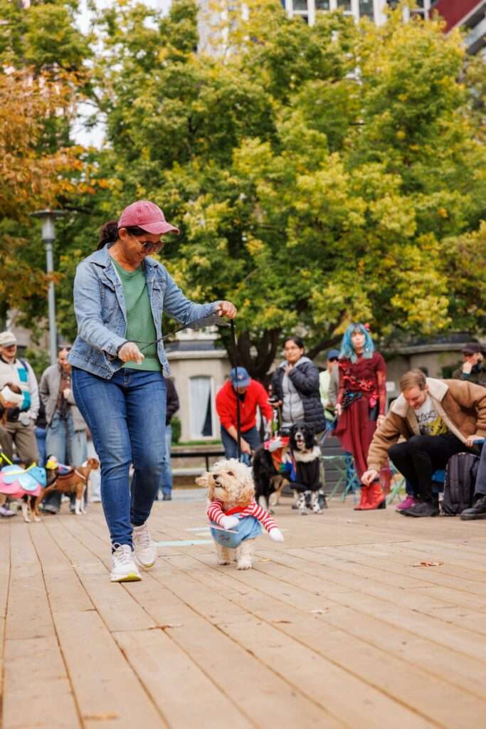 Dog Party at the Deck in Clarence Square Toronto